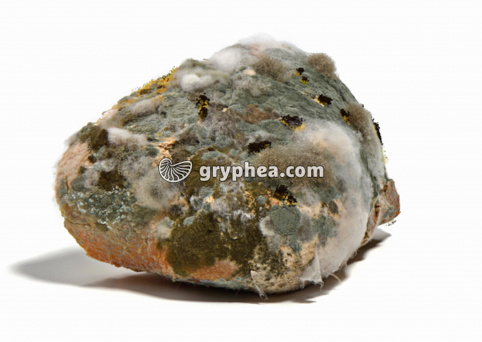 Pain moisi - gryphea.com